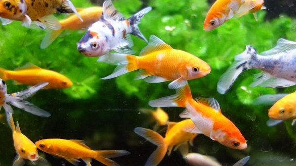 أنواع أسماك الزينة وطرق تربيتها في المنزل