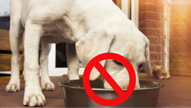 أطعمة ممنوعة على الكلاب